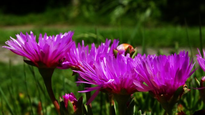 sunshine-1772404_1280